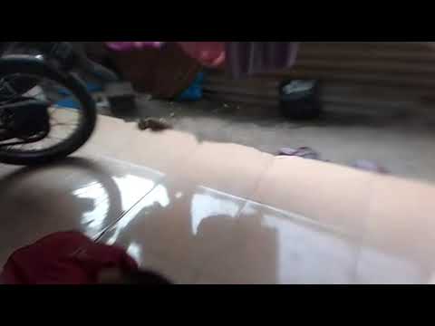 Bidadariku # the fly