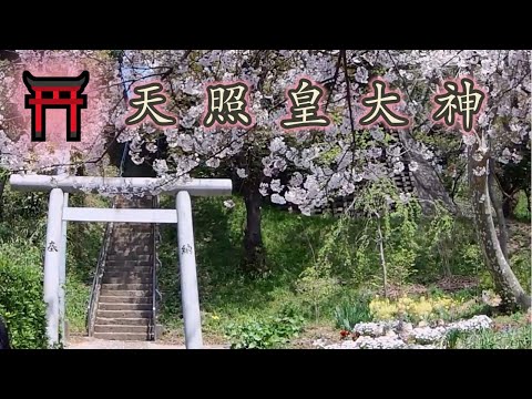 Japanese Shinto Shrine“TENSHOKOTAIJIN”go and pray,The cherry blossoms are in full bloom,Relaxing