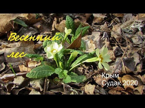 Весенний лес, какой он в Крыму. Моя ботаническая прогулка 18 марта 2020