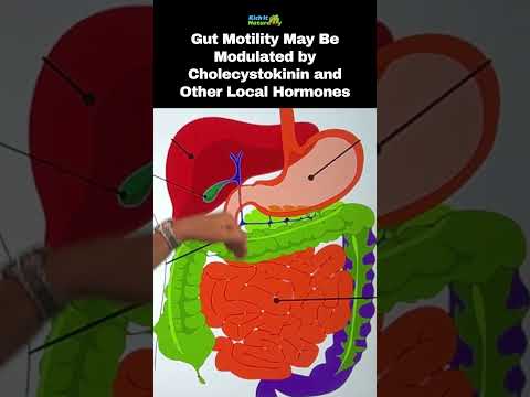 Darmmotilität kann durch Cholecystokinin und andere lokale Hormone moduliert werden