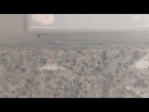 Ants Nesting Hiding Behind Kitchen Outlet in Lawrence Township, NJ