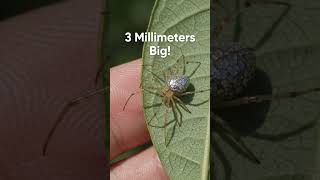 3 Rare spiders #wildlife