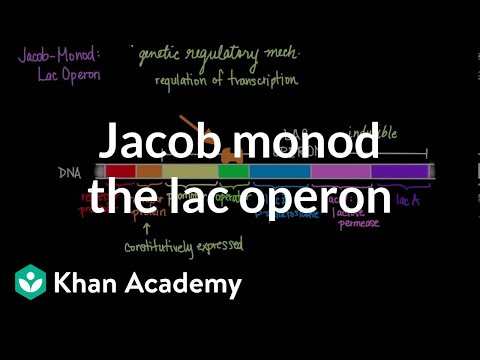 Jacob-Monod: The Lac operon | Biomolecules | MCAT | Khan Academy