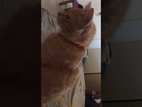 Luna en aseo, y compartir #cat #cordoba