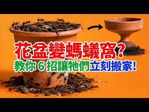 花盆變螞蟻窩？教你 6 招讓牠們立刻搬家！
