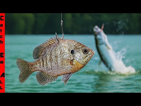 Using GIANT BAITS in FLORIDA will CATCH YOU some WAY BIGGER FISH!