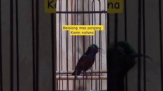 Download lagu konin isian belalang emas #fypシ゚viralシfypシ゚viralシalシ mp3