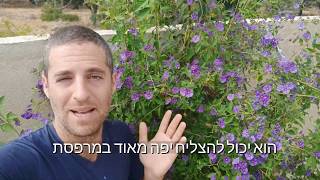 ליסיאנתס רנטונט (סולנום רנטונט) - ירוק עד, חזק ופורח כל השנה בגינה או בעציץ במרפסת