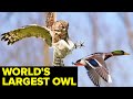 The LARGEST and RAREST Owl In The World // GIANT Eagle Owl
