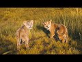 Mufasa The Lion King I Always Wanted A Brother Music Video I 4K Ultra HD