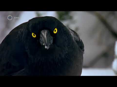 Univerzum - Négy Alpok