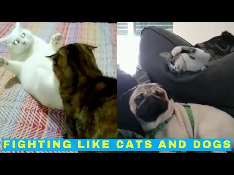 Fighting Like Cats and Dogs - Pets Being Jerks