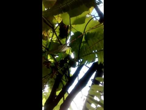 tempo aovivo (general autonomia )