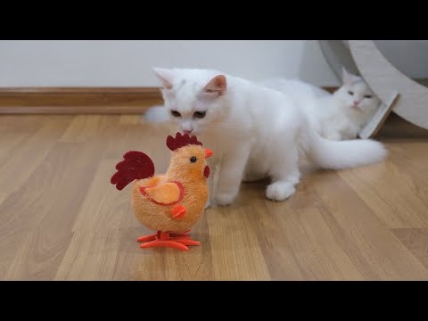 1 HOUR New Funniest Cats Fight😻🐶 - Funniest Cats and Dogs 2023😹 # 23