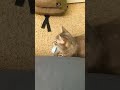 Grey Tabby Cat Revenge Against The Disposable Covid Mask Shorts