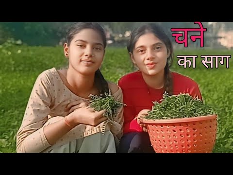 Village Video || चने का साग कैसे बनाये || shreyashi official 555 #shreyashiofficial555