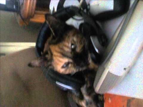 McDuc Ft. Neo - Never Give Up (Caillra For Life Riddim) 2011.wmv