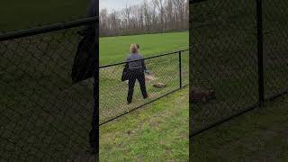 rabid raccoon dispatched