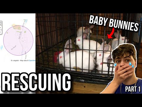 craigslist bunny hutch