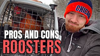 Why We Got Rid Of Our ROOSTER