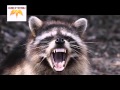 Raccoon Sound Effects