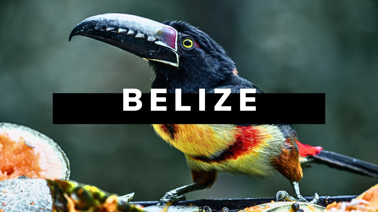 BELIZE TRAVEL DOCUMENTARY | Realm of the Howler Monkey