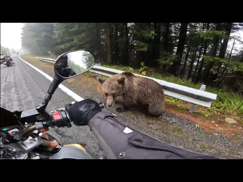 🏍 ​Medved nas presreo na putu! Vožnja motorom preko Transfagarašana rutom 7c 🏍  (MK Prnjavor 07)