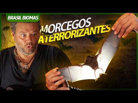 OS MORCEGOS GIGANTES DO PANTANAL! | BRASIL BIOMAS