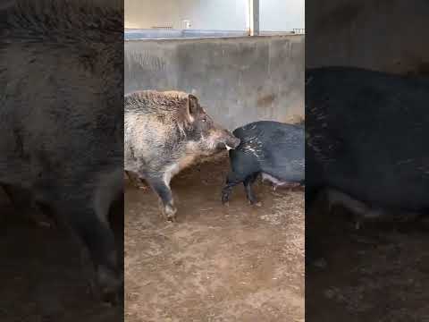 , title : 'Daily pig farm activitiesPig Farm #Shorts Part 962'