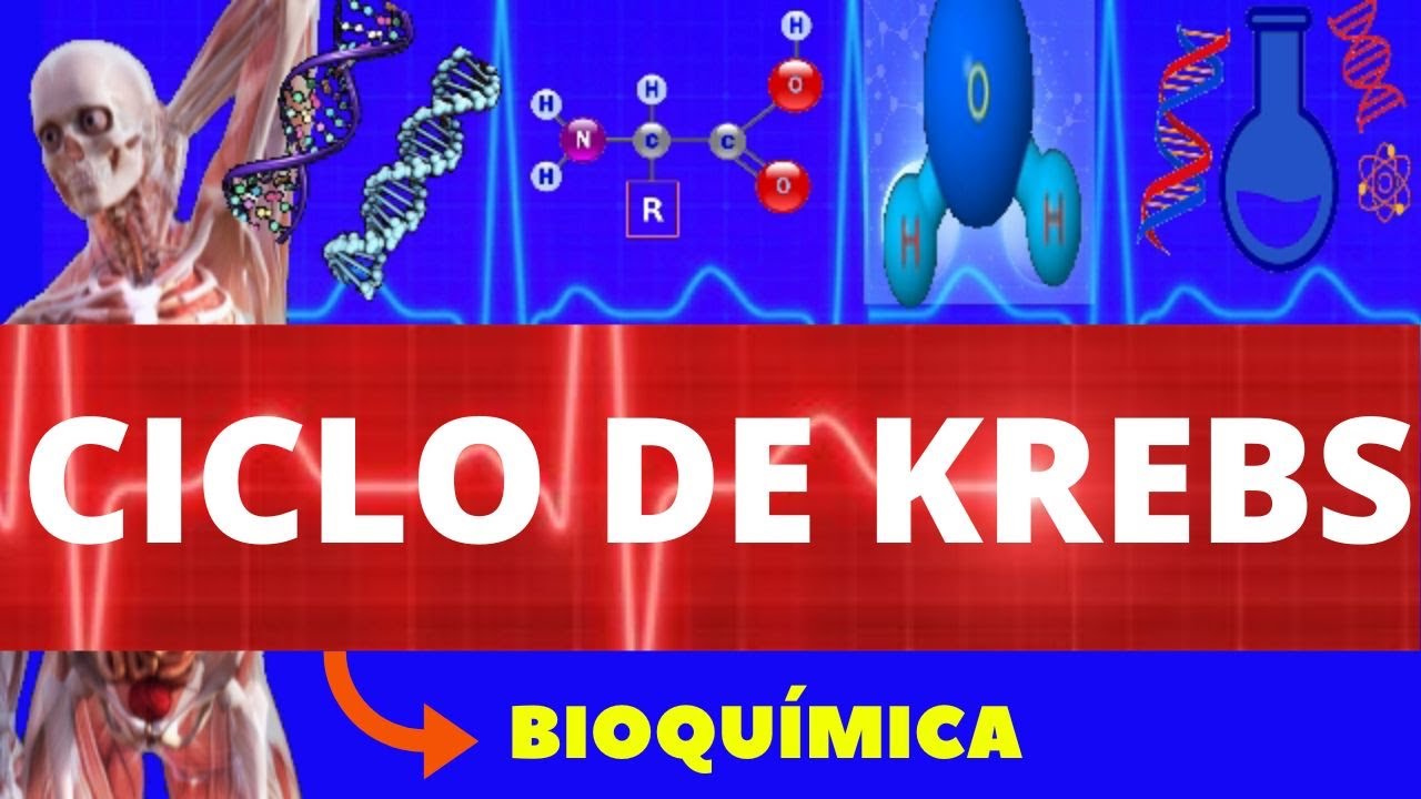 CICLO DE KREBS - CICLO DO ÁCIDO CÍTRICO (RESPIRAÇÃO CELULAR) - BIOQUÍMICA