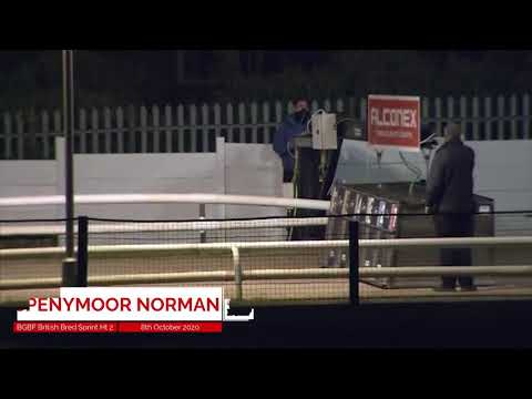 Spenmoor Norman - BGBF British Bred Sprint - Heat Two