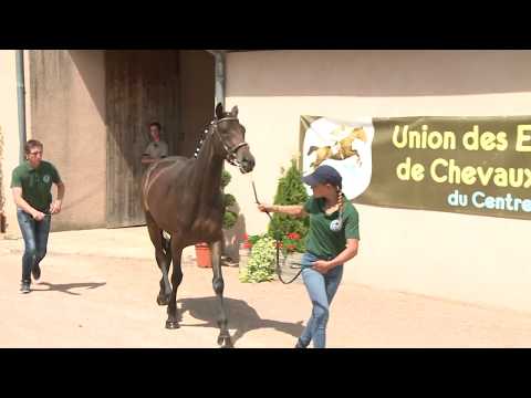 Concours Cercy 2017 - Lot 5 - Fachoda