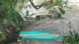 Download lagu Senyulong Si Moncong Gergaji | SI OTAN (13/05/24) mp3