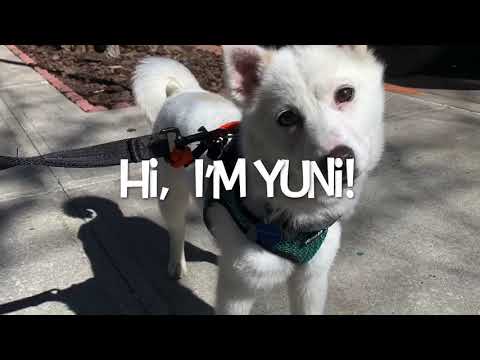 Yuni, an adopted Jindo Mix in Long Island City, NY_image-1