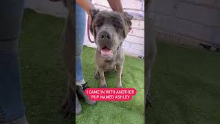 Video preview image #1 Mutt Puppy For Sale in Goodyear, AZ, USA