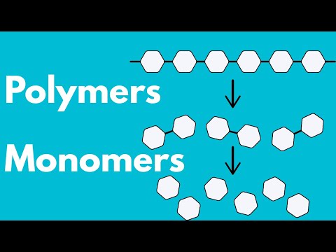 Monomers and Polymers: What Biology Students MUST Know!