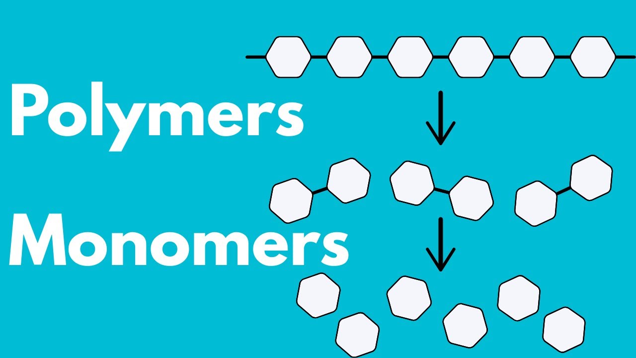 Monomers and Polymers: What Biology Students MUST Know!