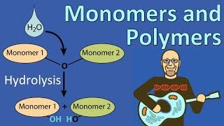 Monomers and Polymers