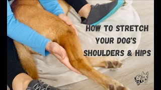 How to Stretch Your Dog