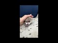 ハリネズミ(国産ベビー:ソルト&ペッパー♀)超懐っこいです♪のYouTubeサムネイル画像