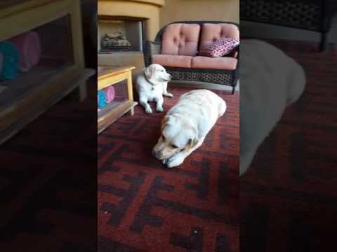 Crystal the Pet Nanny. LLC video.