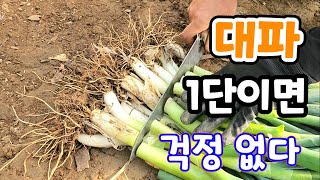 대파 뿌리 이렇게 하면 대파 걱정 없이 맘것 먹을 수 있다