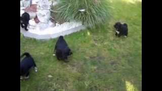 Tibet Terrier Welpen von Bod Chen geb. am 01.09.2012 FTTGB e.V.