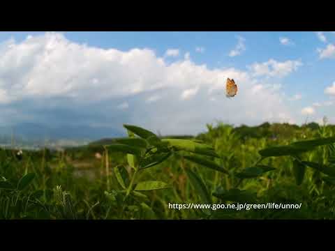 ベニシジミの飛翔　スローモーション