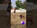 Balloon to Elephant, Horse, Lion & Tiger magic | Animals Names vfx