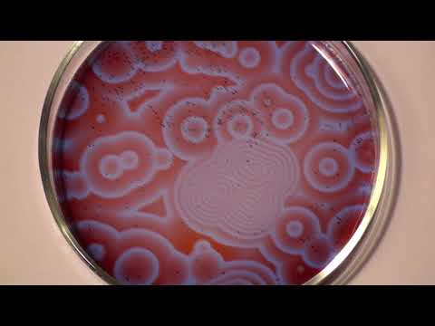 The Belousov Zhabotinsky reaction  8 x normal speed (no music)