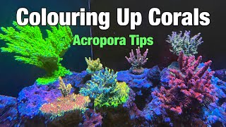 Colouring Up Corals - Acropora Tips for better Colours