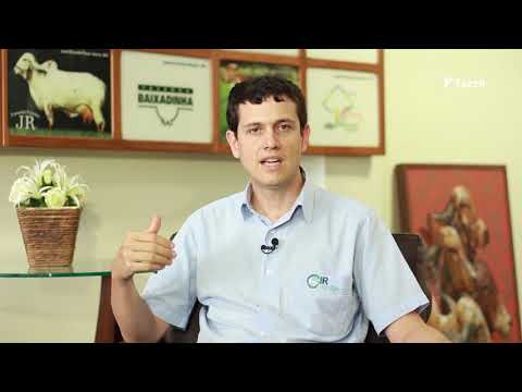 Pecuária Brasileira - História, Presente e Futuro - As raças leiteiras