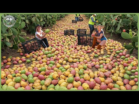 Wie Millionen Tonnen stacheliger Kakteen geerntet und verarbeitet werden – Unglaublicher Kaktusanbau