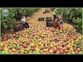 How Million Tons Of Prickly Cactus Are Harvested Processed Incredible Cactus Farming